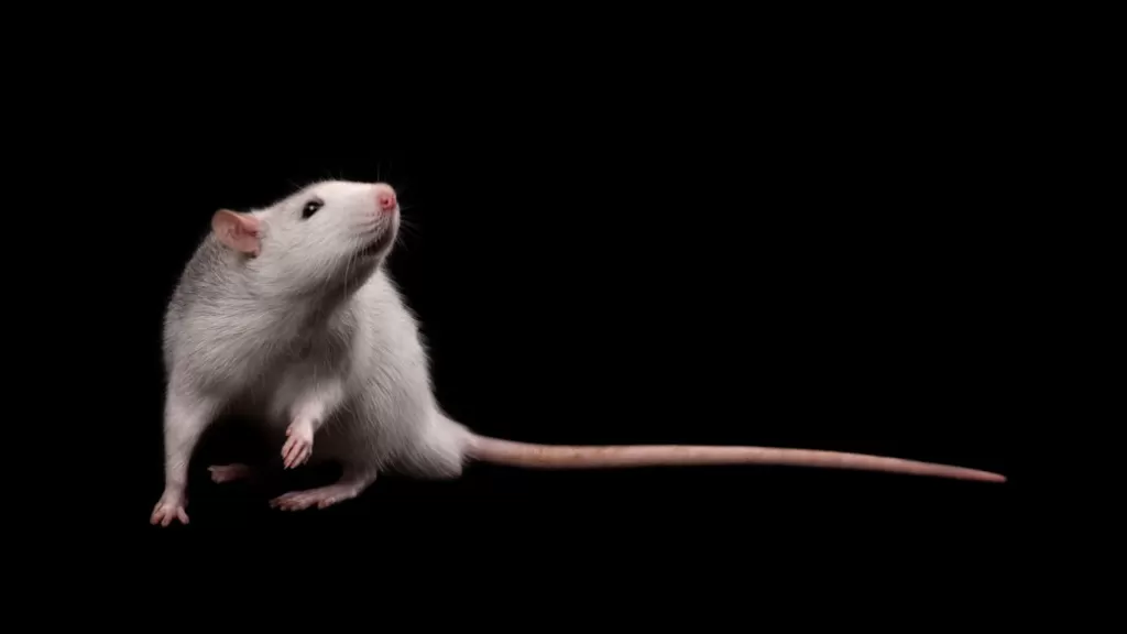 Rats Exhibit Astonishing Imagination: Insights into Brain's Capacity for Mental Time Travel